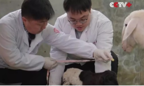 Chinese Scientists Successfully Clone Two Goats