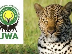 Uganda Wildlife Authority Shortlisted Candidates 2025/2026